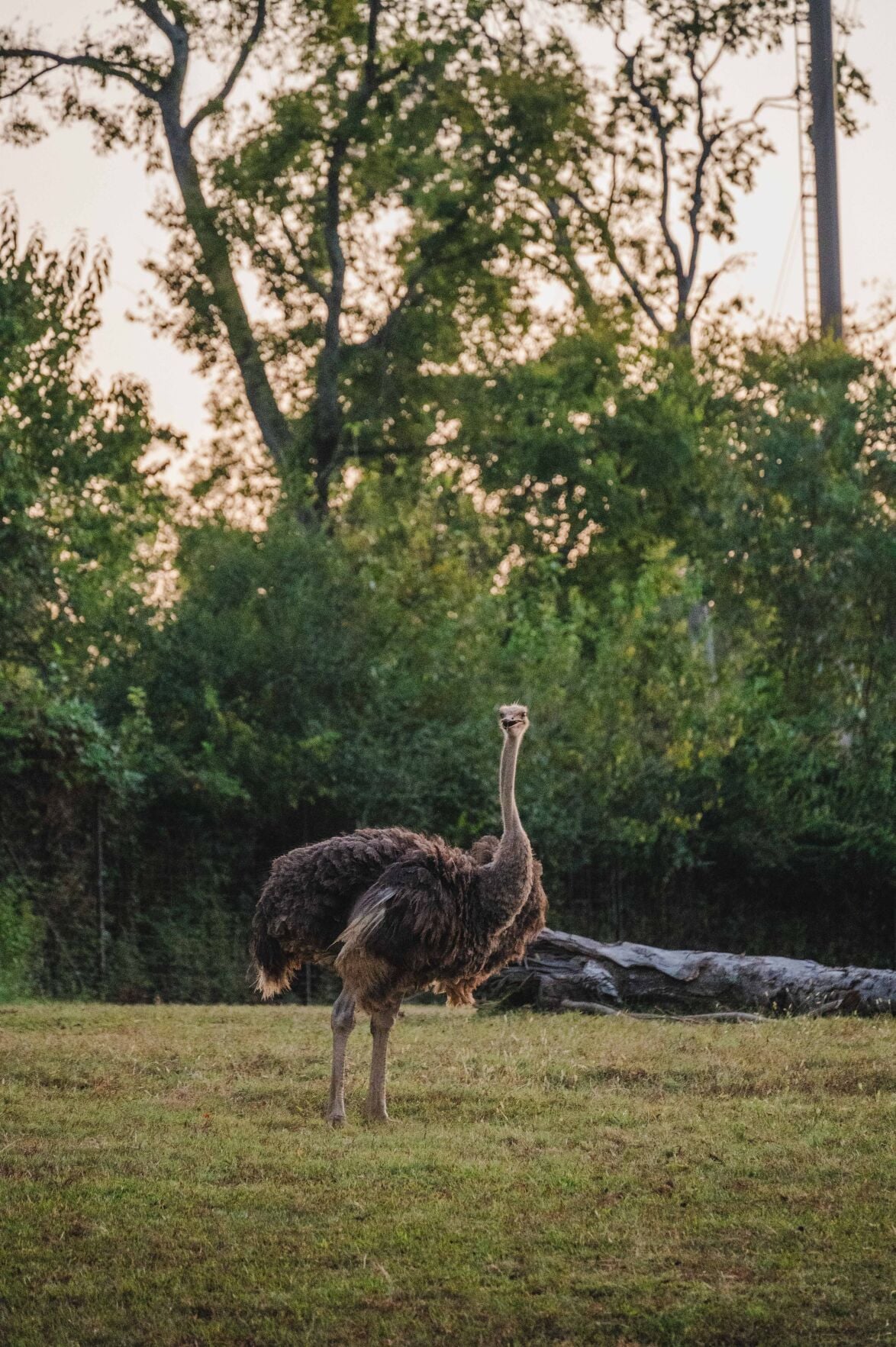 9-17-2026.SunsetSafari-5761.jpg