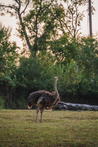 9-17-2026.SunsetSafari-5761.jpg