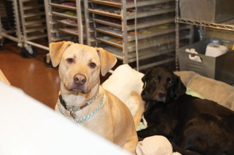 2.13.2026.SniffTheCookDogBakery-5086.jpg
