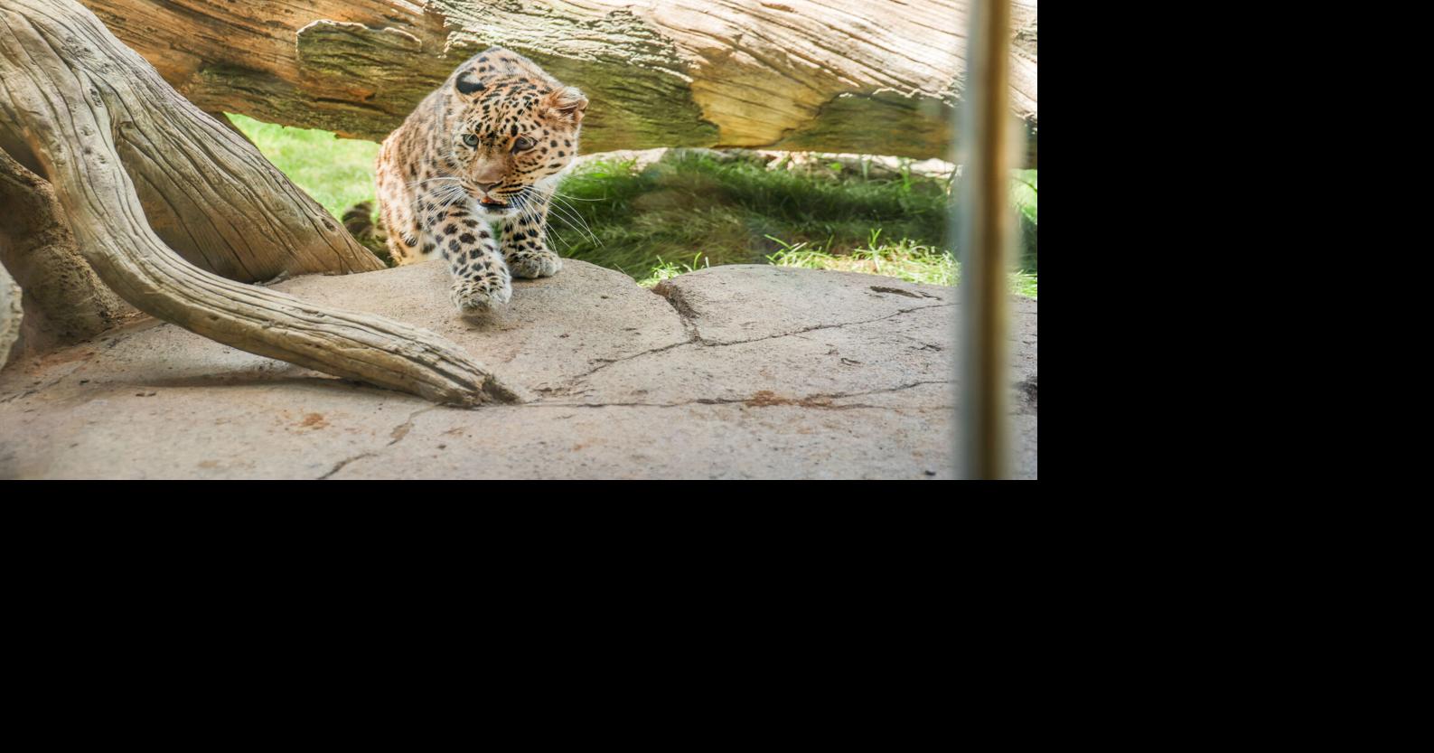 Nashville Zoo’s Leopard Forest Aids Amur Leopard Survival | People ...