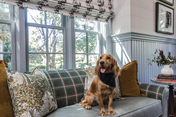 Barnsley-Resort-petfriendly-dog-on-sofa.jpg