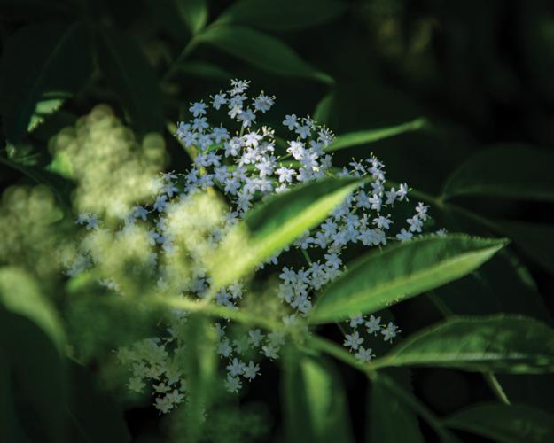 DebyGarden2026PRINT-05.jpg