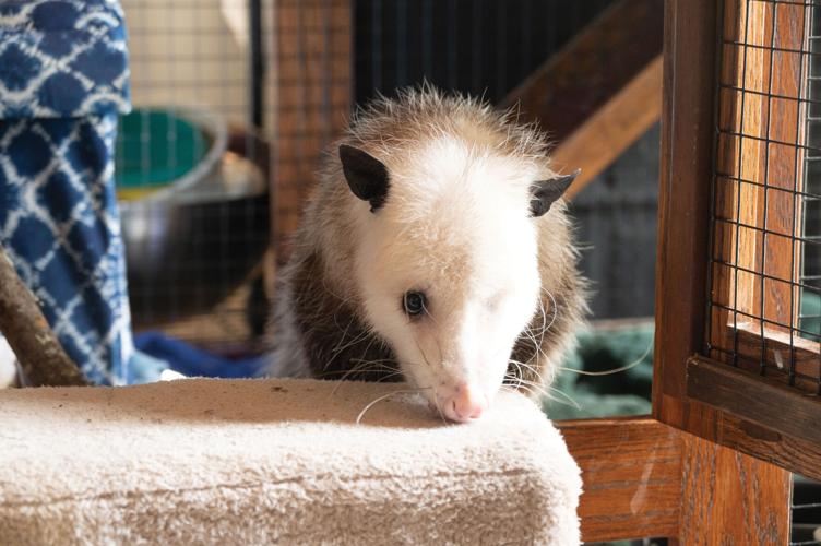 2.13.2026.harmonywildlifeRescue-5173.jpg
