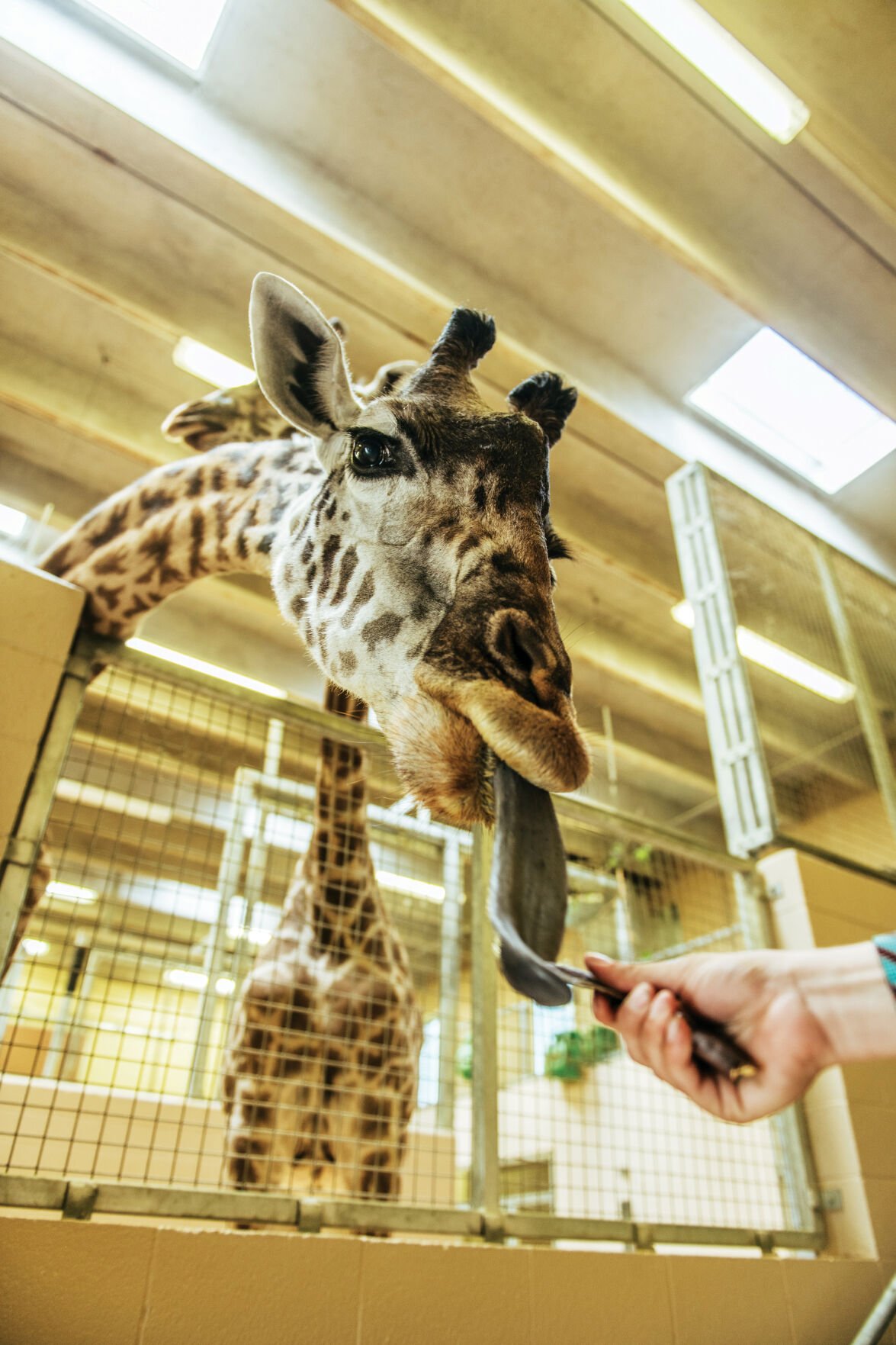 Two by Two: The Nashville Zoo Races Time To Protect the Planet's Species |  People + Places | nfocusmagazine.com, image size:1175x1763