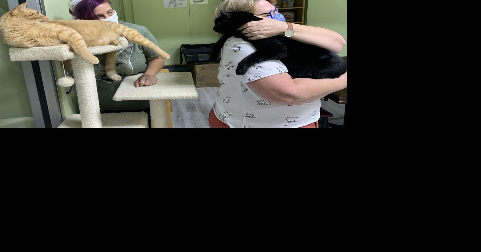 Downtown Orlando cat café is helping felines find their forever homes