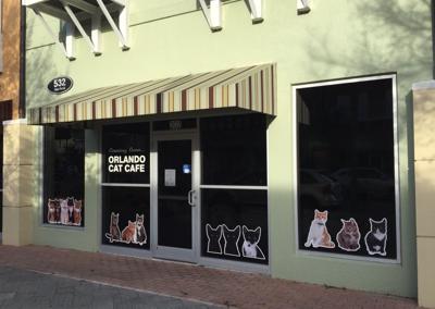 Cats purr and drinks stir at new Clermont café