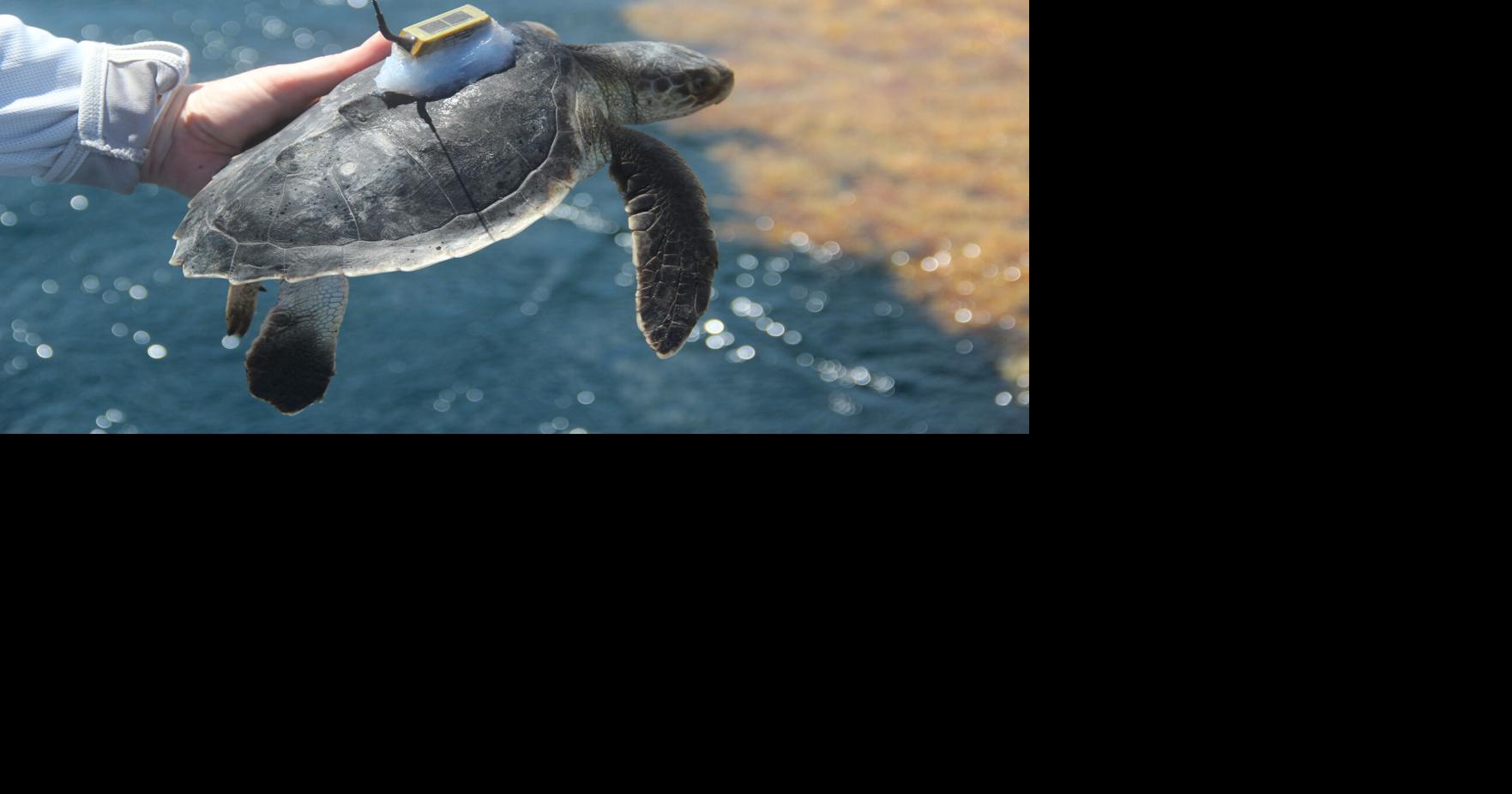 UCF researchers discover data surrounding sea turtles' 
