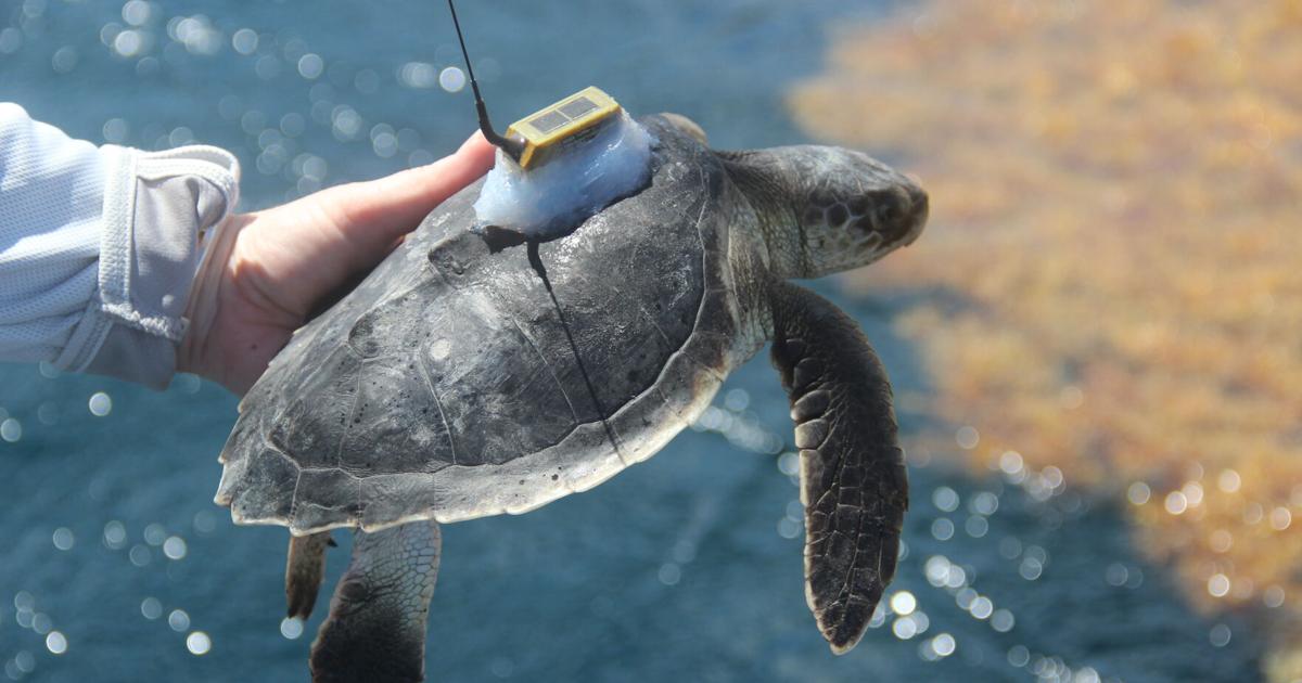 Turtle Charge UCF researchers discover data surrounding sea turtles'