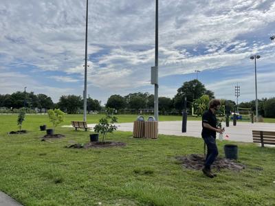UCF students plant trees at Lake Claire in hopes of watching it coming to fruition