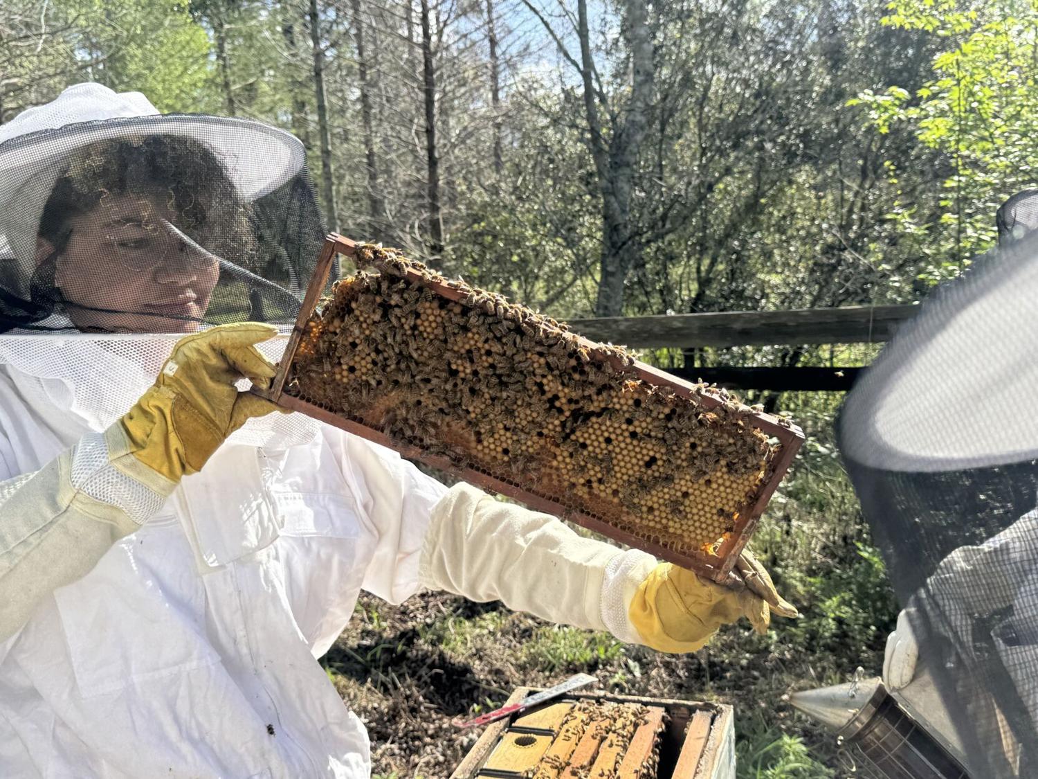 Beekeeping organization inspects hives in Arboretum for seasonal, student-led check in