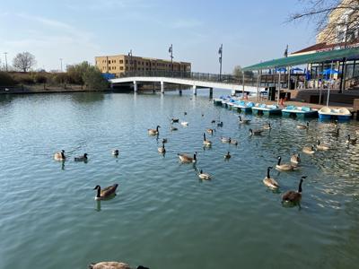 uni city ducks