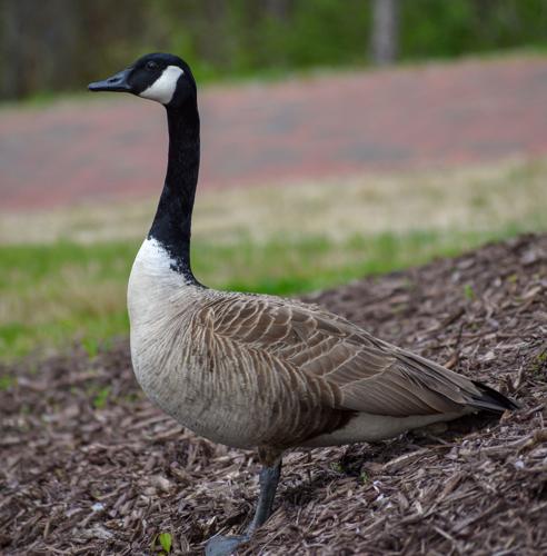 Nccc Goose The honking truth about UNC Charlotte’s geese | Arts And Culture ...