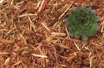 Red Shredded Cedar Mulch is Tops | Archives | nmmarketplace.com