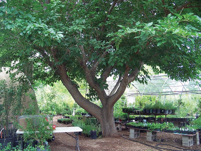 Mulberry trees discount in albuquerque