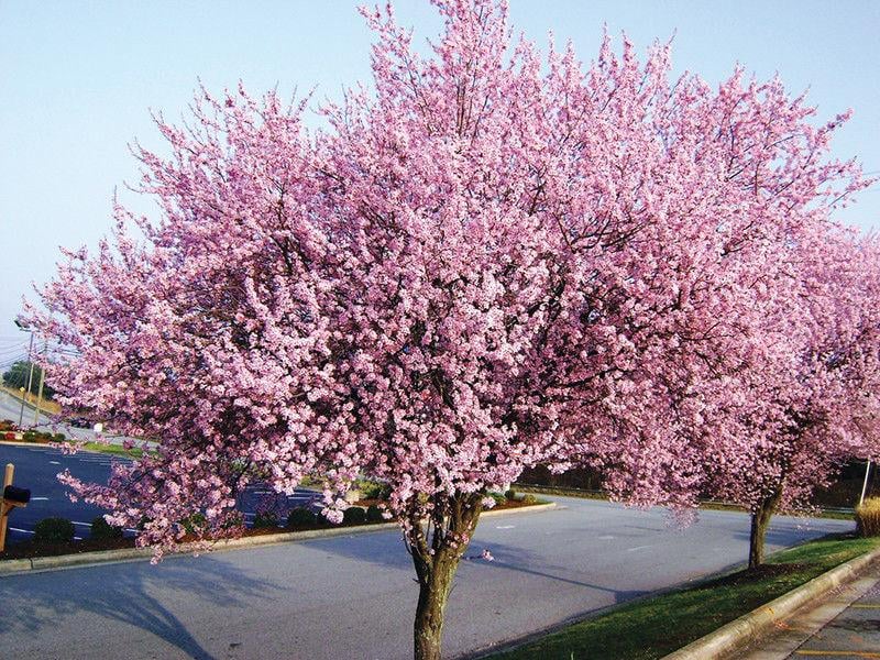 Why Did My Flowering Plum Tree Make Fruit This Year Home Garden why-did-my-flowering-plum-tree-make-fruit-this-year-home-garden
