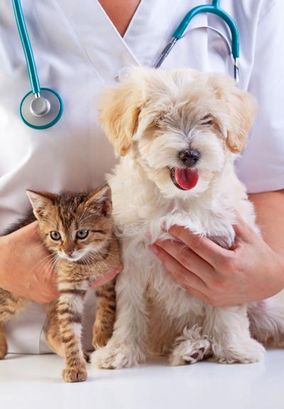 4 Ways to Save on Pet Care