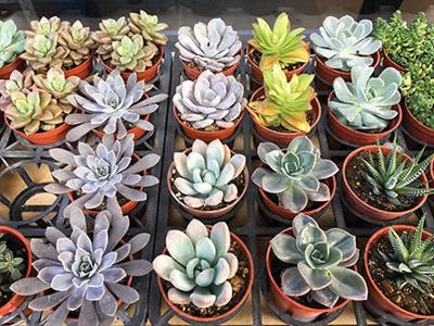 Succulent Sale