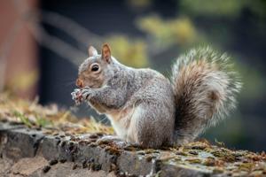 Motormouth: Ideas to keep squirrels away.