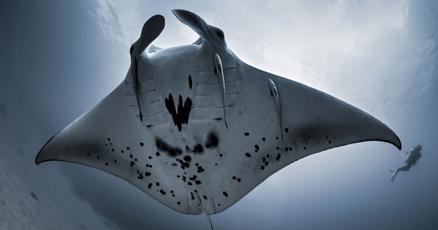 Manta rays establish presence in South Florida Manta rays establish presence in South Florida