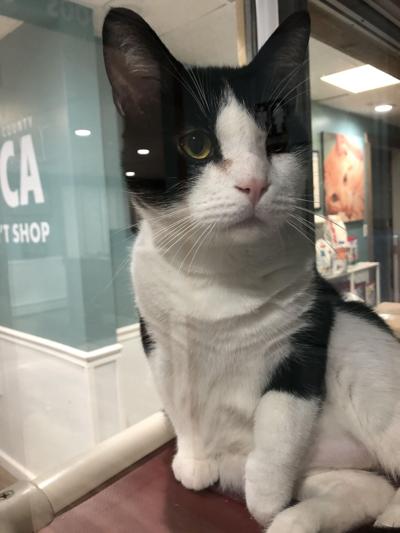 Pet of the week