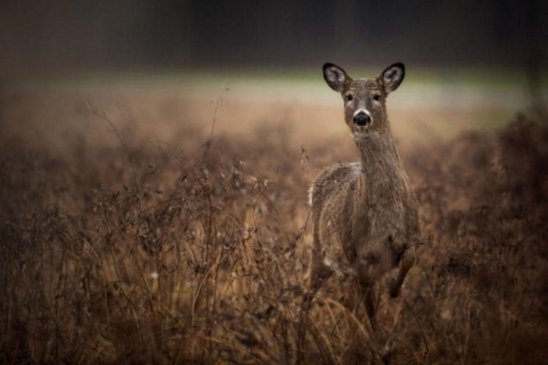 Comments sought on DEC's proposed changes to deer hunting regulations | St. Lawrence County - Vimarsana News