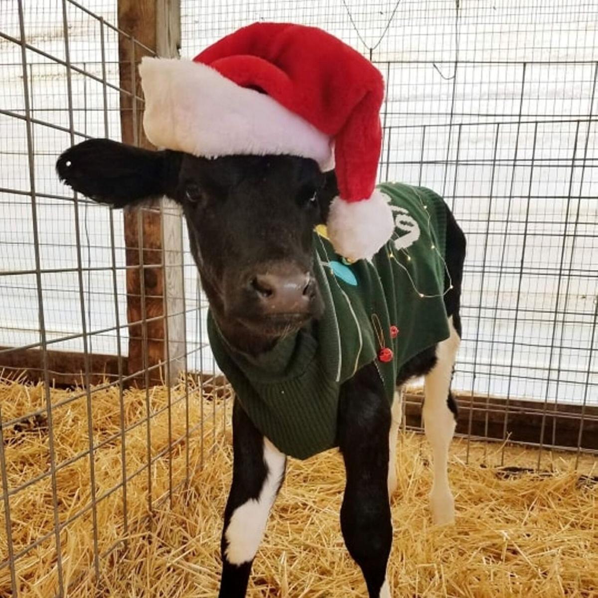 Christmas on the farm