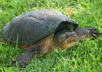 It’s prime snapping turtle breeding season | Arts and Life | nny360.com