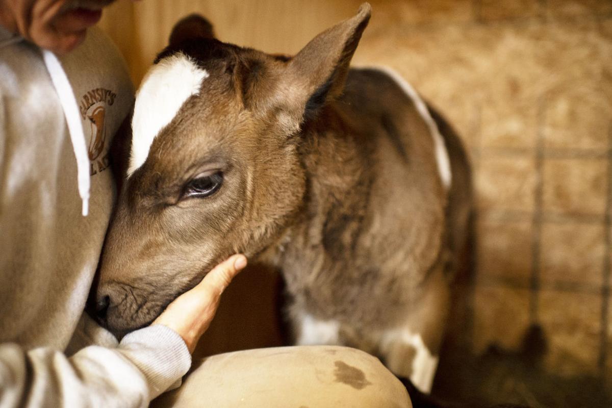 Lending A Paw Animal Sanctuaries Dedicate Everything To Help