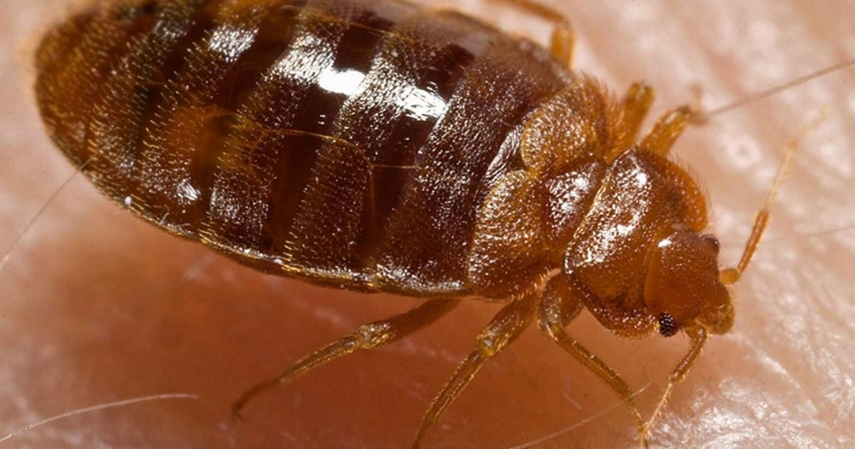 Metropolis colleges reply to mattress bug questions, however don’t verify discovery of parasite | Schooling City schools respond to bed bug questions, but don’t confirm discovery of parasite | Education