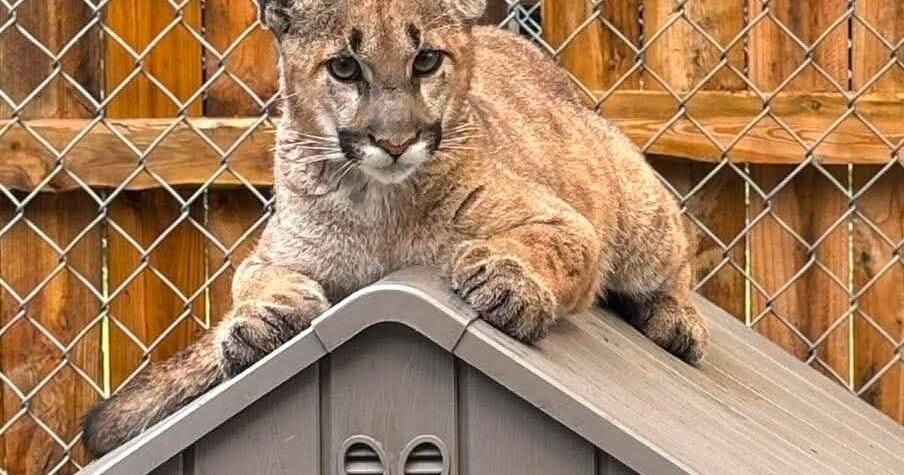 Two rescued mountain lion cubs, Clover and Rain, join Zoo New York
