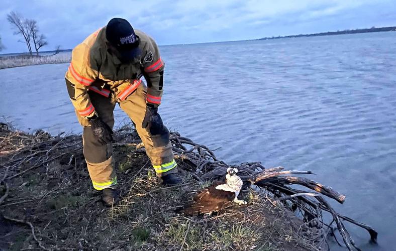 Chaumont fire department rescues trapped osprey Kidscontent