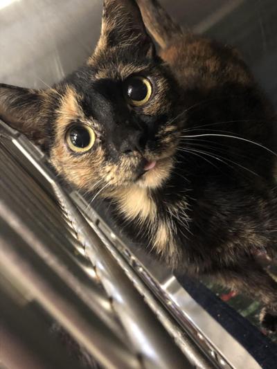 Pets of the week