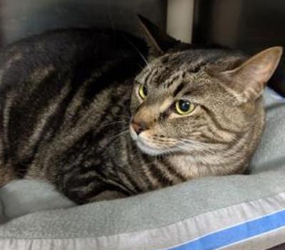 Pet of the week