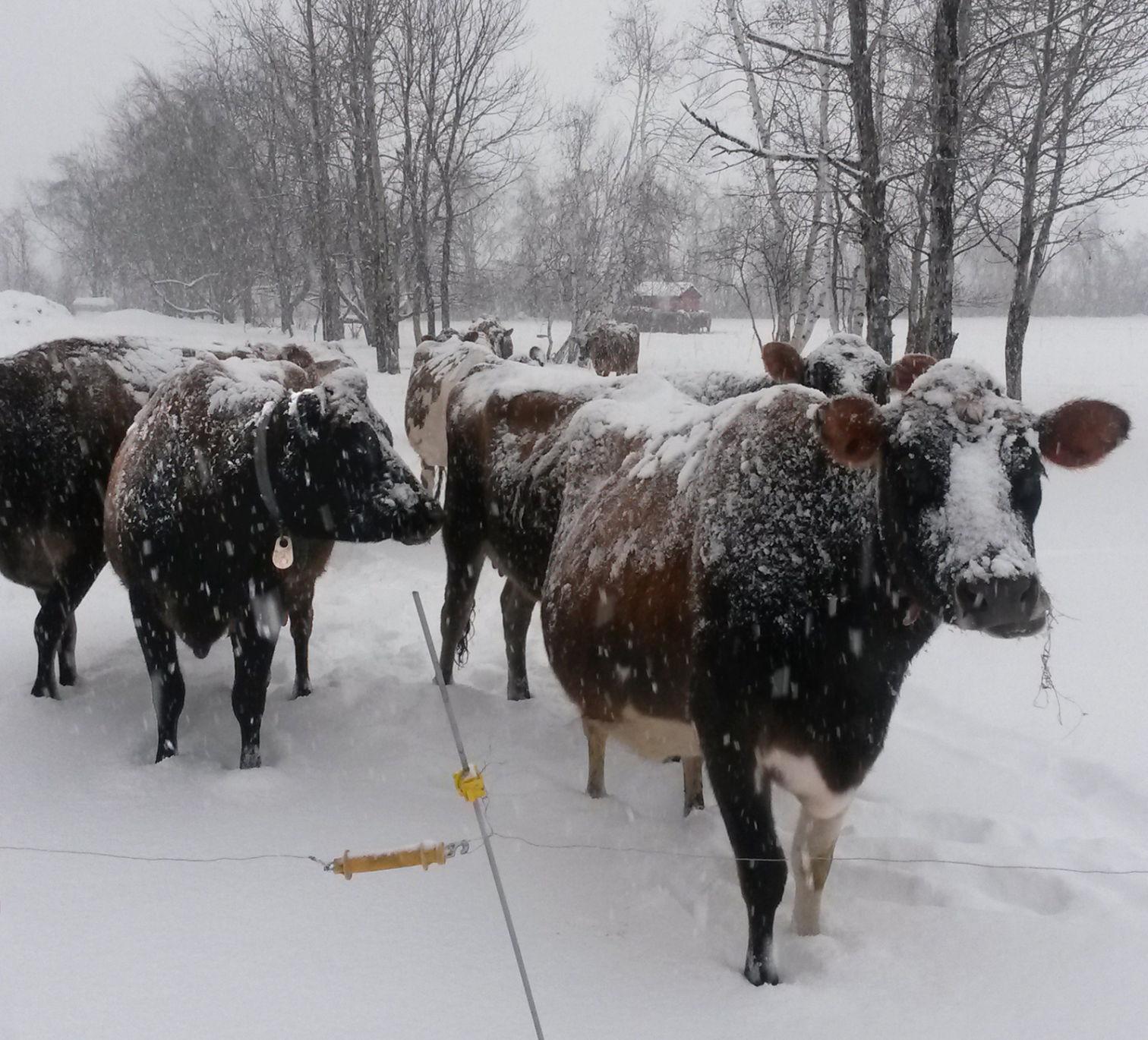 How do cows stay warm in the winter? Opinion