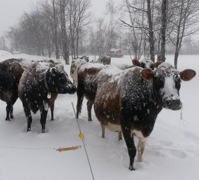 How do cows stay warm in the winter?