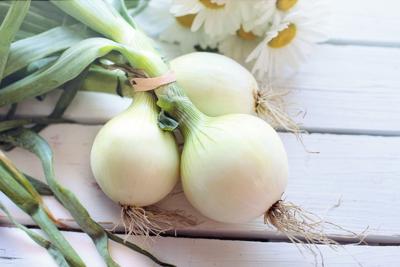 Onions are easy to grow from seed