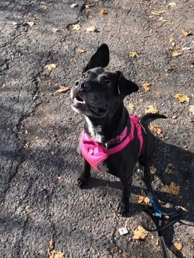 Pet of the week