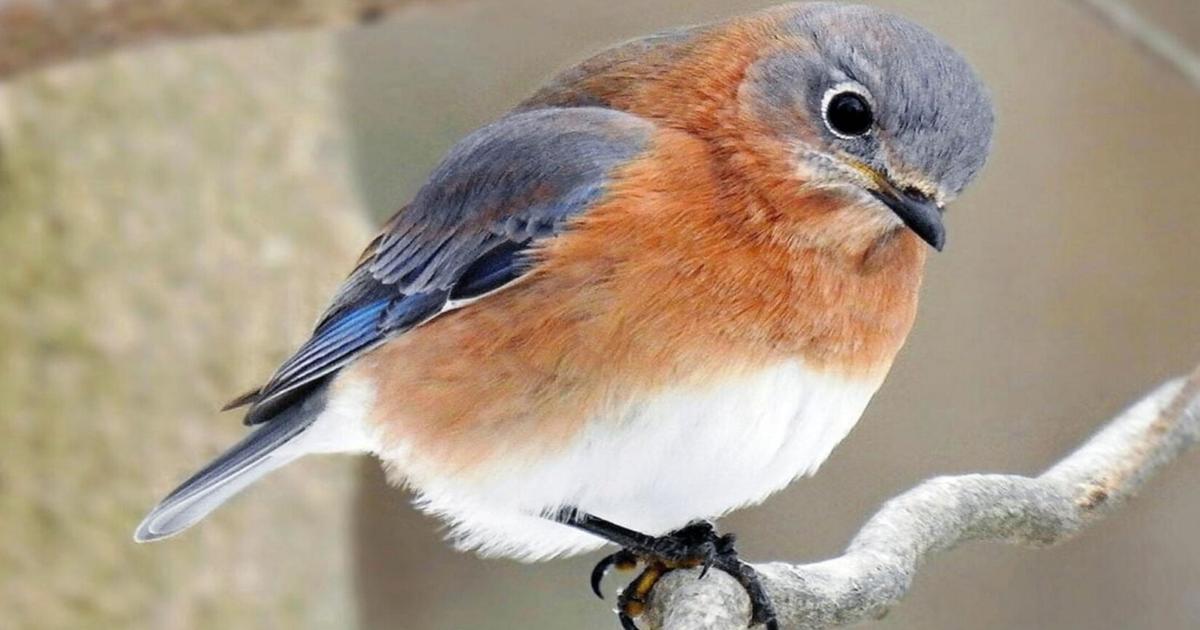 Bluebirds Are Returning To The North Country Agriculture Nny360 Com Bluebirds Are Returning To The North, Virginia Bluebird House Plans