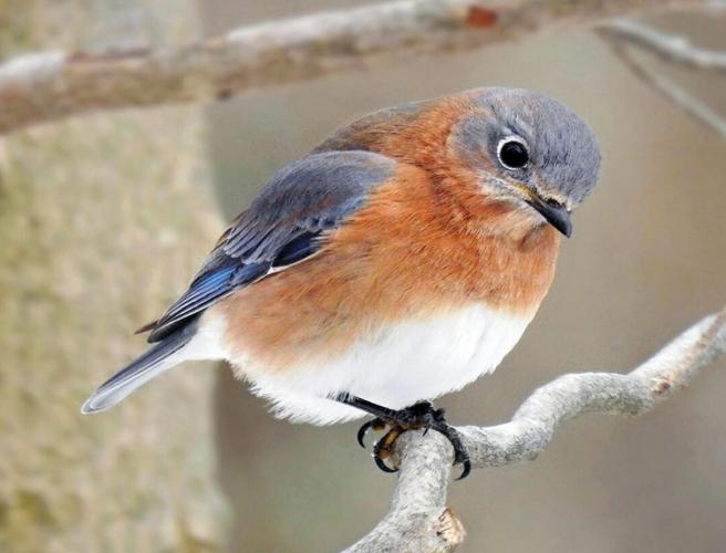 Bluebirds among first to return to region in spring