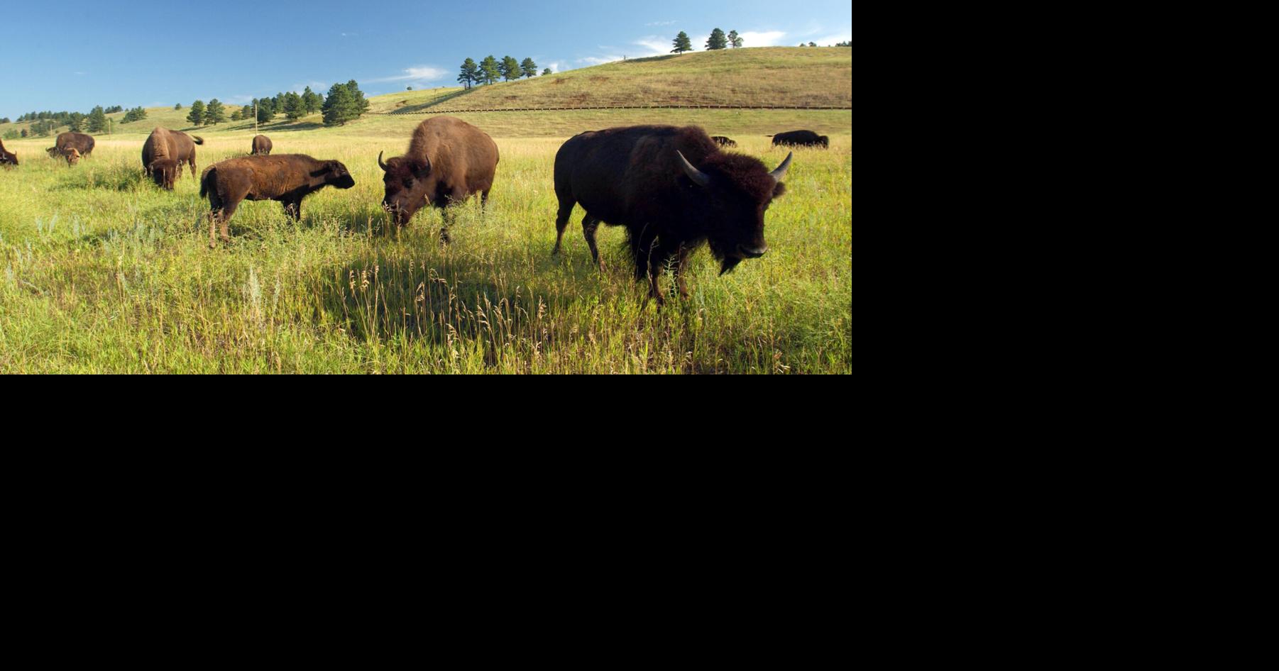 Family travel: 5 trip ideas for animal lovers