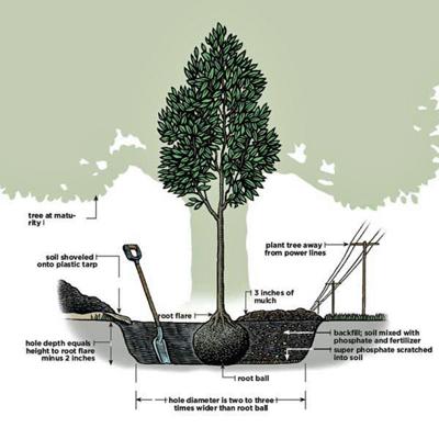 Don T Have Deep Thoughts When Planting A Tree Arts And Life Nny360 Com