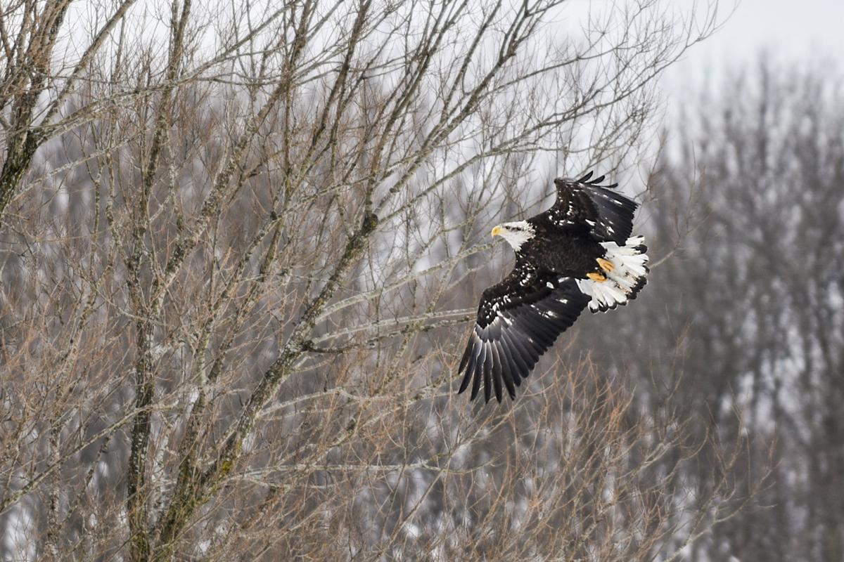 The Eagle Cafe News Nny360 Com