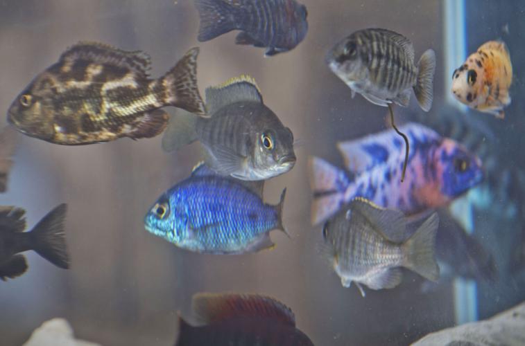 Potsdam couple wants to share their love of aquatic pets with new store Business