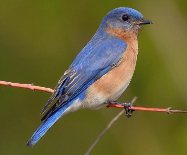 Bluebirds among first to return to region in spring
