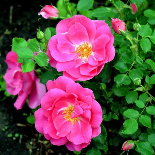 DearAggie: Winter hardy roses | Home and Garden | nny360.com