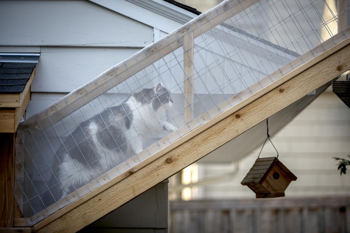 Catios Fit For Frisky Felines Cat Lovers Build Safe Enclosure So