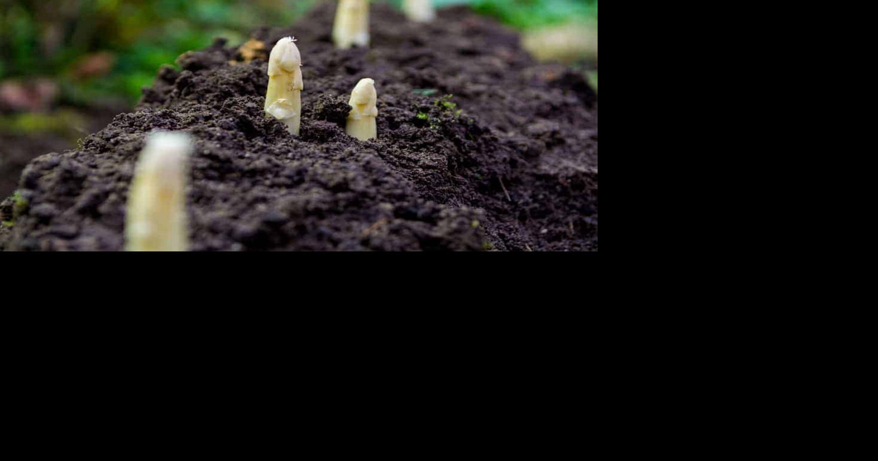 DearAggie: Grow asparagus and be rewarded year after year | Home and Garden
