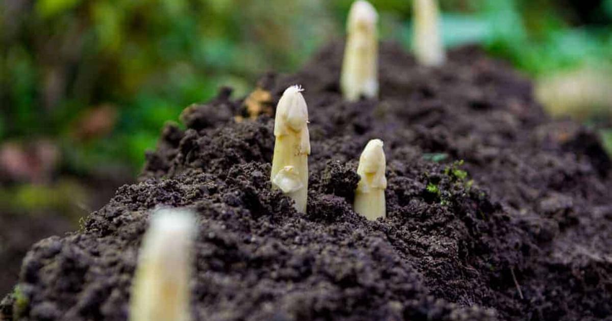 DearAggie: Grow asparagus and be rewarded year after year | Home and Garden DearAggie: Grow asparagus and be rewarded year after year | Home and Garden