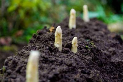 Asparagus plants will reward you year after year