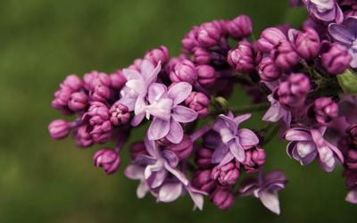 Nothing beats the scent of lilacs